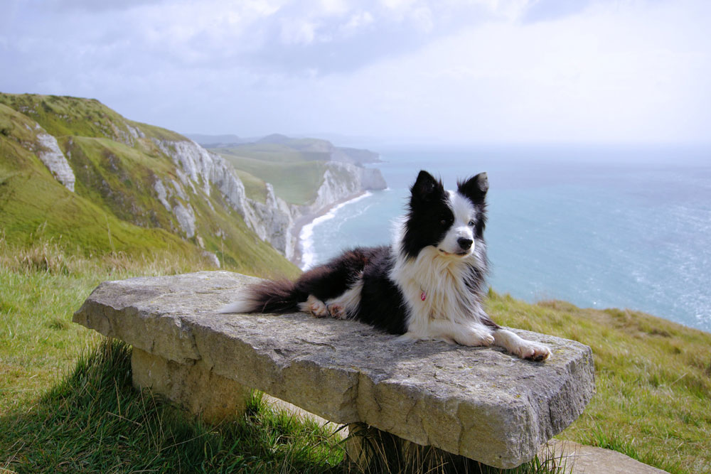 Dog Friendly Days Out North Devon