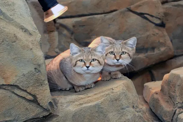 Exmoor Zoo North Devon