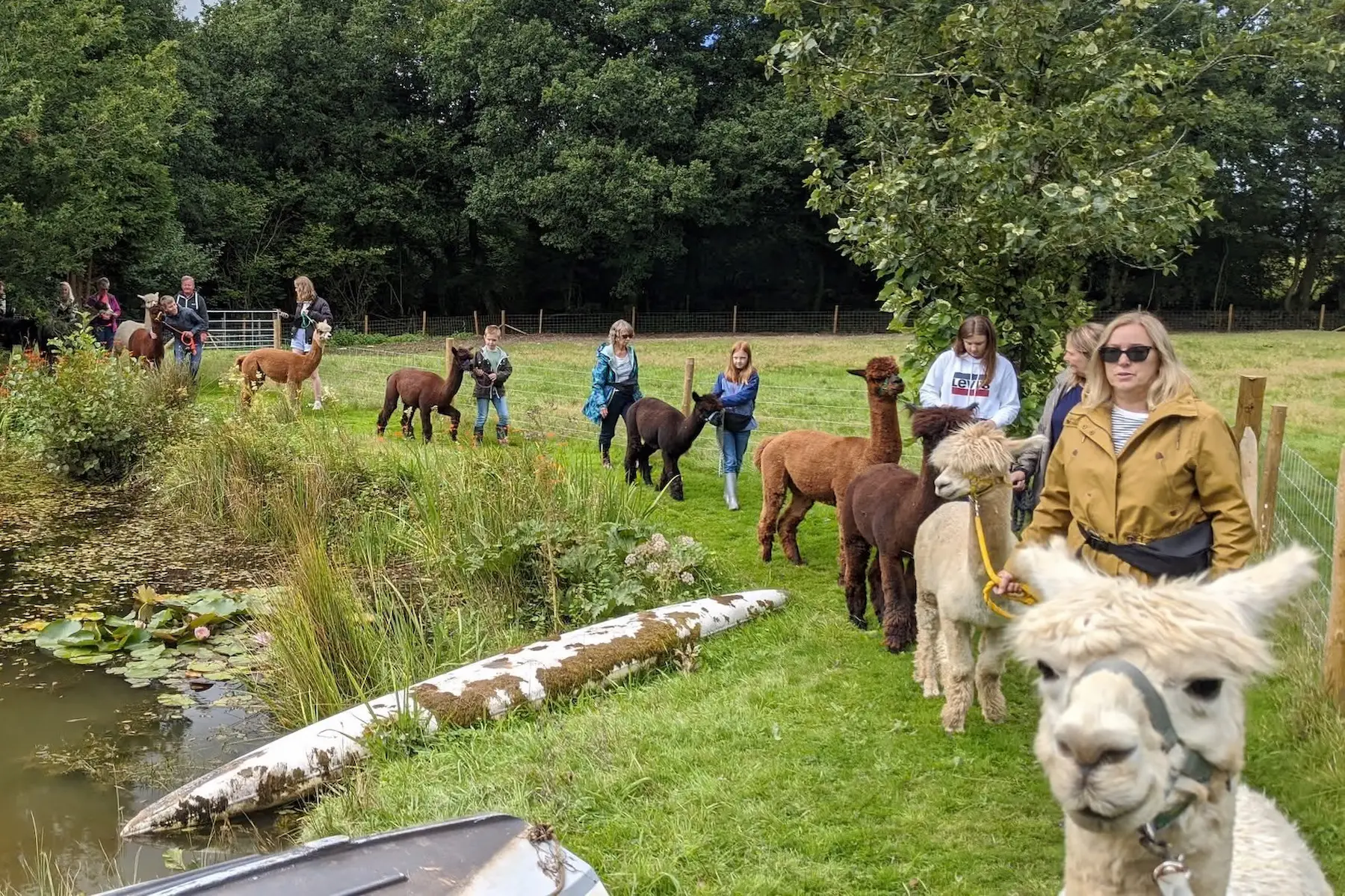 Woolley Animals Alpaca Walking north devon